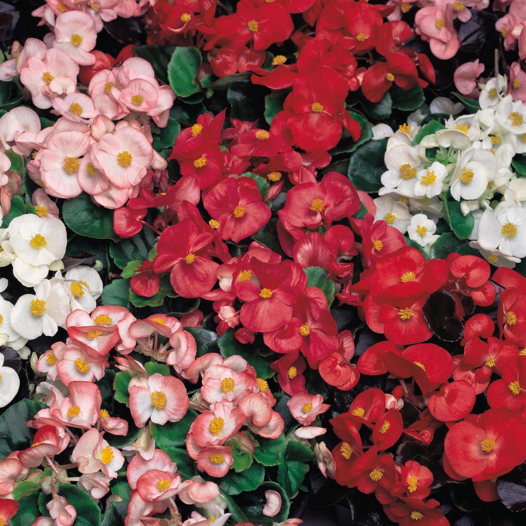 B. ‘Organdy Mixture’